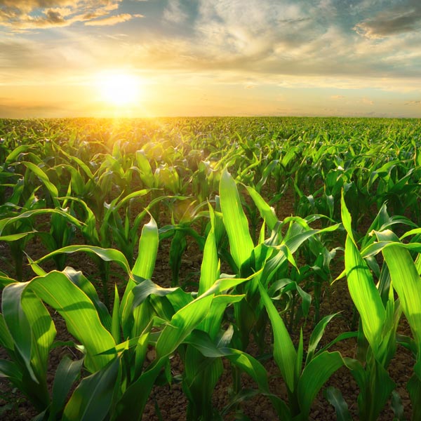 sunset over corn field